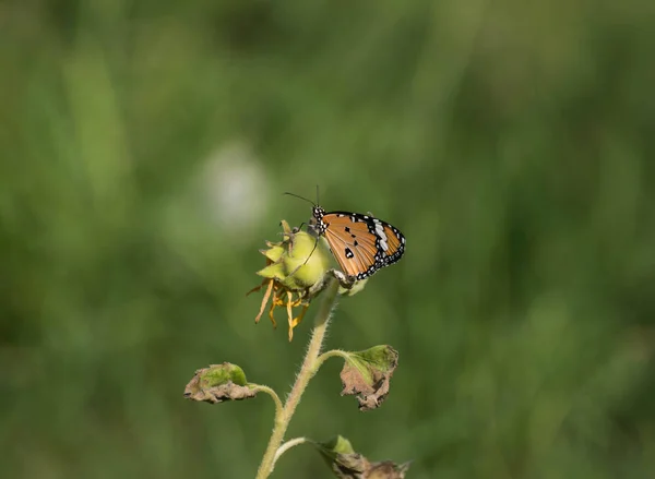 Красивая бабочка в саду — стоковое фото