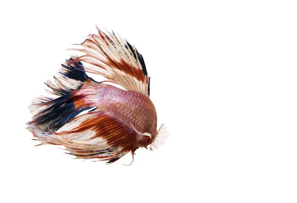 Siamesische Kampffische isoliert auf weißem Hintergrund — Stockfoto
