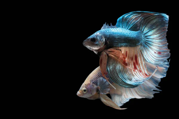 Two fighting fishes on the black background — Stock Photo, Image