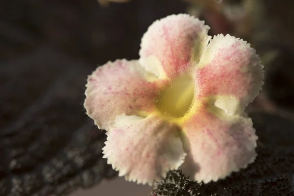 Bela flor Episcia cupreata pela manhã — Fotografia de Stock