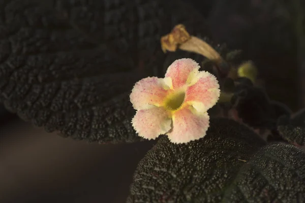 Episcie cupreata květina ráno — Stock fotografie