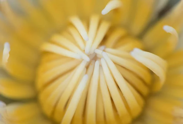 Close-up of yellow lotus flower — Stock Photo, Image