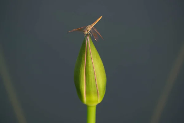 Dragon fly odpočívali na vrcholu lotus — Stock fotografie