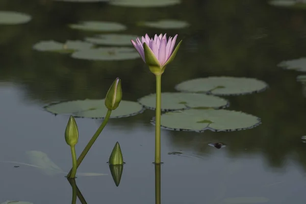 연못에 있는 연꽃 — 스톡 사진