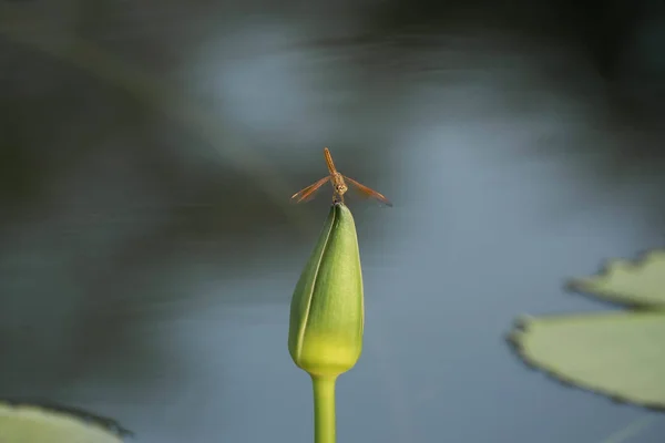 Dragon fly odpočívali na vrcholu lotus — Stock fotografie