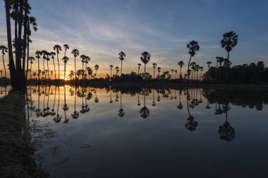 Şeker palm ağacı alanı güneş doğarken