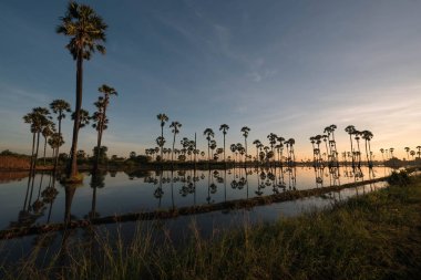 Şeker palm ağacı alanı güneş doğarken