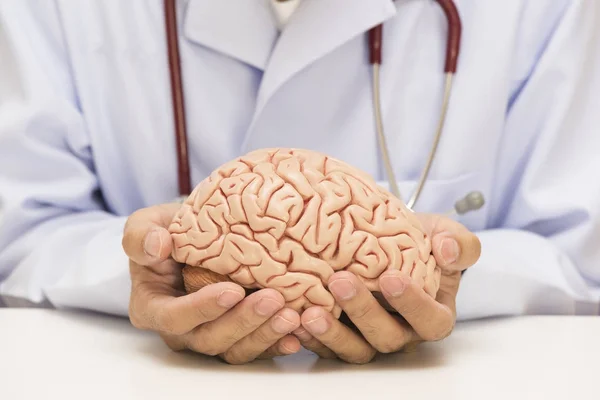 Läkare innehav mänskliga hjärnan modell — Stockfoto