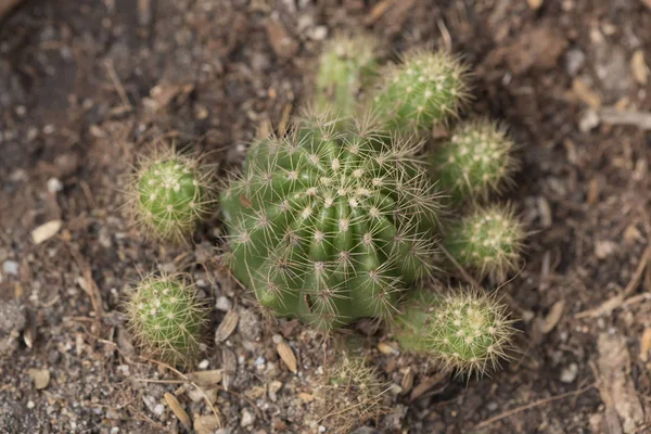 Vue du dessus du cactus dans le jardin — Photo