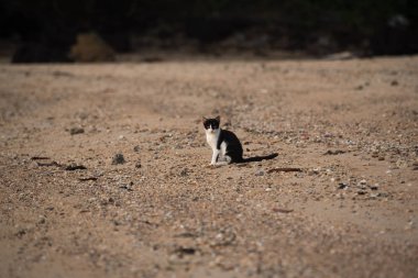 Sahilde oturan bir kedi