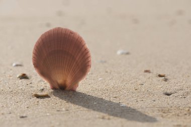 Sahilde deniz kabuğu