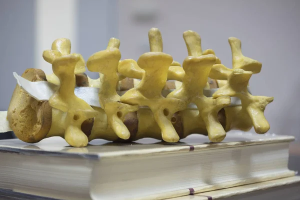 Modello di colonna vertebrale nello studio medico — Foto Stock