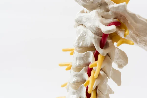 Modelo de columna cervical artifial sobre fondo blanco — Foto de Stock