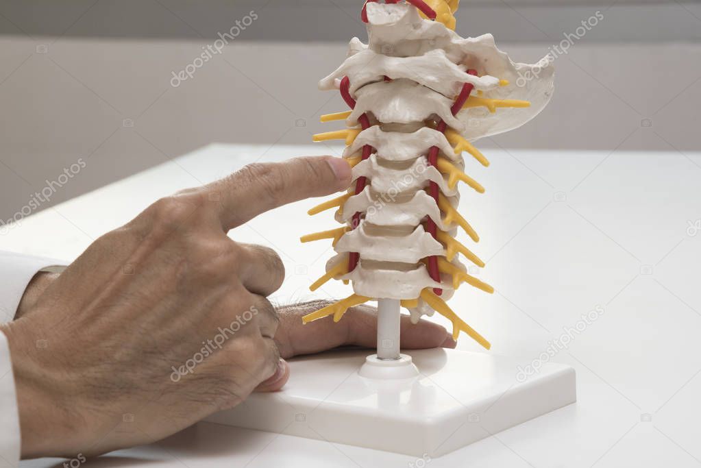 Doctor demonstrating cervical spine model anatomy