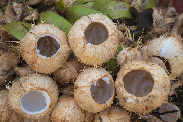 Muitas conchas de coco depois de descascar e cortar o topo — Fotografia de Stock