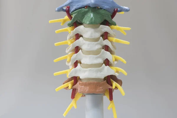 Δείτε το μοντέλο ανθρώπινου αυχενικής μοίρας σπονδυλικής στήλης στο μέτωπο — Φωτογραφία Αρχείου