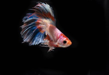 Siyam savaşçısı balıklar siyah arkaplanda izole edilmiş. 