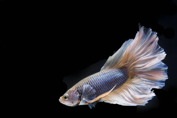 Siamese fighting fish on black background — Stock Photo, Image