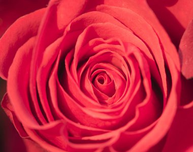 Güzel kırmızı bir gülü yakından çek.