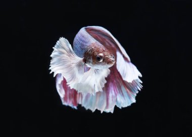 Siyam savaşçısı siyah arka planda balıklar 