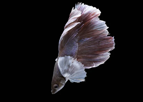 Siamesische Kampffische auf schwarzem Hintergrund — Stockfoto