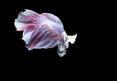 Siyam savaşçısı siyah arka planda balıklar 