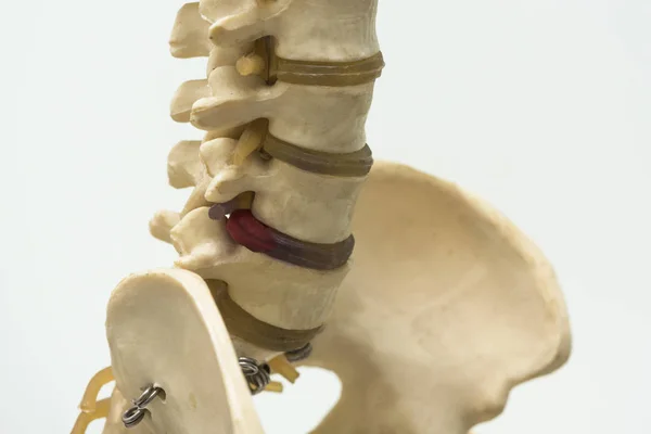 Lomber vertebra modelin görünümünü yakın çekim — Stok fotoğraf