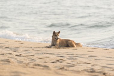 Sahilde oturan bir köpek