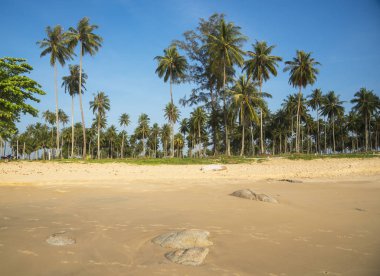 Kumsalda hindistan cevizi ağaçları