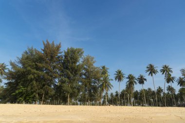 Kumsalda hindistan cevizi ağaçları