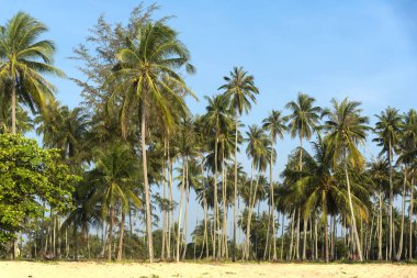 Kumsalda hindistan cevizi ağaçları