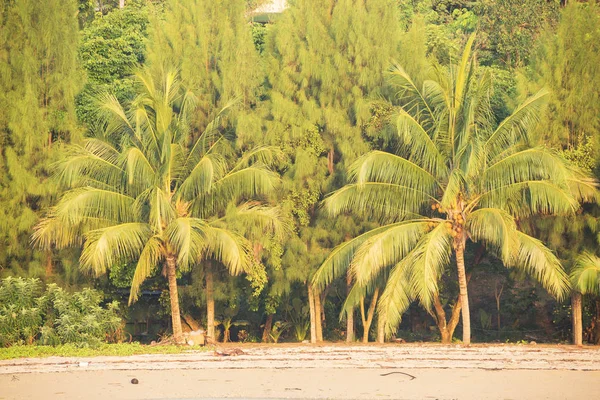 Kokospalmen am Strand — Stockfoto