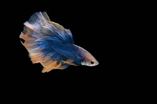 Bonito siamês combate peixe no fundo preto — Fotografia de Stock