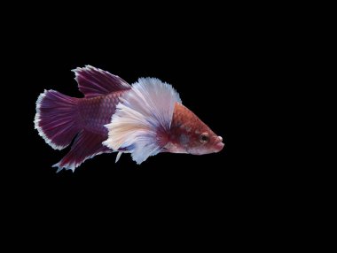 Güzel bir Siyam mücadele balık