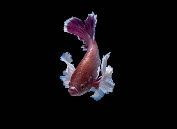 Ein schöner siamesischer Kampffisch — Stockfoto