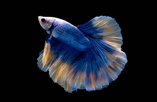 A blue fighting fish — Stock Photo, Image