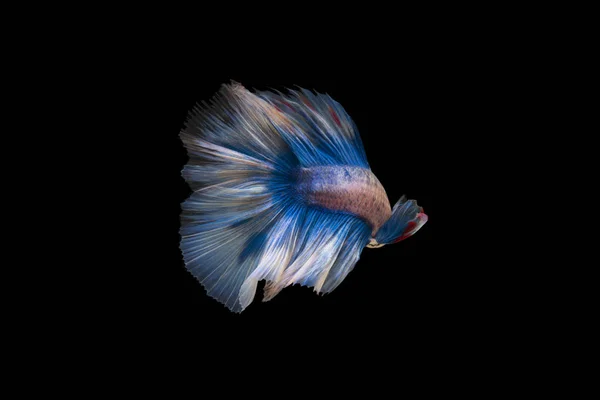 Bonito siamês combate peixe no fundo preto — Fotografia de Stock