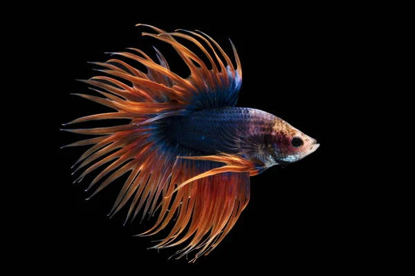 Siamese fighting fish on black background with clipping path — Stock Photo, Image