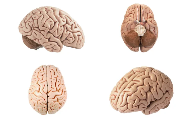 Modelo de cerebro humano artificial vista indiferente — Foto de Stock