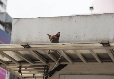 Çatıda kahverengi bir kedi 