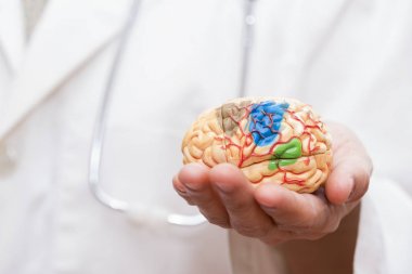 Doktor beyin modeli avucunda tutan