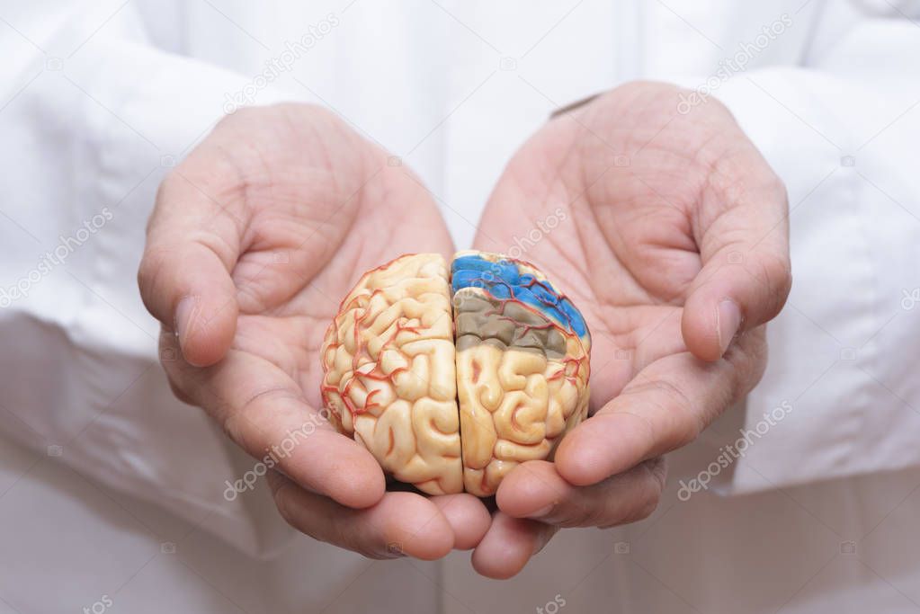 Doctor holding a brain model