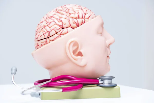 Model van de hersenen en een rode stethoscoop — Stockfoto