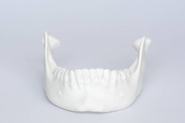 İnsan mandibula kemik model beyaz arka plan üzerinde