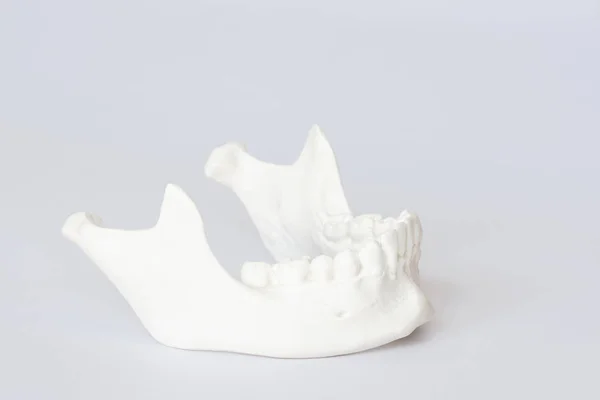 Modelo de hueso de mandíbula humana sobre fondo blanco — Foto de Stock