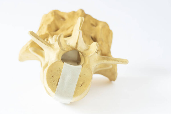 Модель поясничного отдела позвоночника человека на белом фоне
