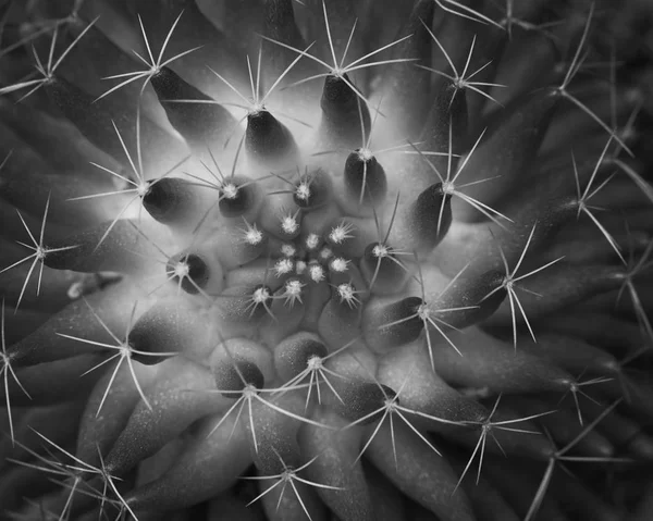 Bela flor de cacto em preto e branco — Fotografia de Stock