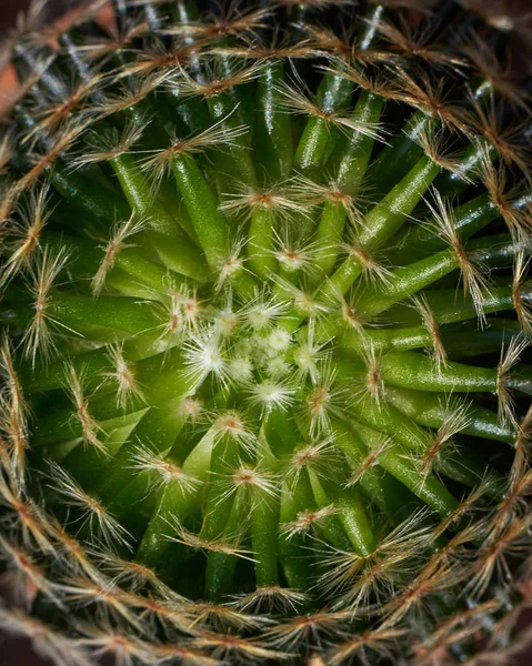 Top view minta gyönyörű kaktuszok — Stock Fotó