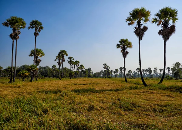 Escena de palmeras de azúcar de coco en el campo de arroz —  Fotos de Stock