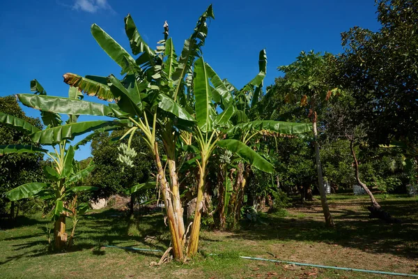 Banana trees on blue sky background — 스톡 사진